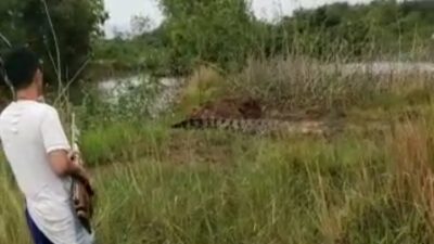 Buaya 4 Meter Muncul Di Persawahan, Petani Takut Menjaga Padi