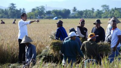 Sulsel Surplus Beras, Jokowi; Cepat Lakukan Pendistribusian ke Wilayah Lain