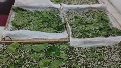 20 Tahun Vakum, Wajo Akhirnya Kembali Produksi Kokon Sutra Berkat Dukungan Andi Sudirman
