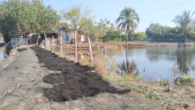 Rumput Laut Lebih Menjanjikan, Alasan Warga Sikapaya Tinggalkan Bandeng