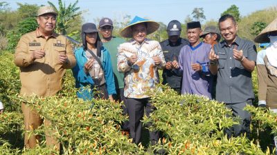 *Pj Gubernur Bahtiar Panen Cabai Varietas Cakra Putih, Petani: Alhamdulillah, Hasilnya Bisa Naik Haji*