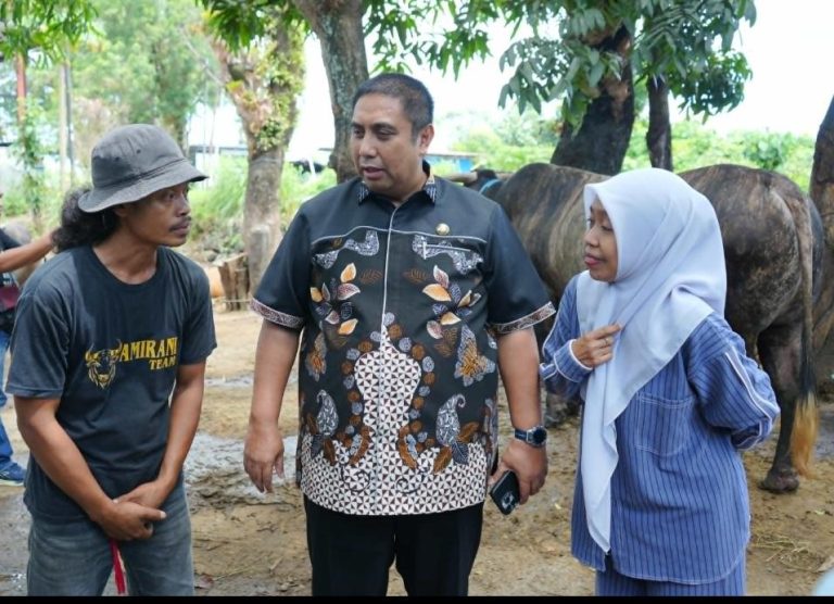 Penuhi Standar Ketat, “Rambo Pamungkas” Sapi Jumbo Asal Maros Terpilih Jadi Hewan Kurban Presiden Prabowo