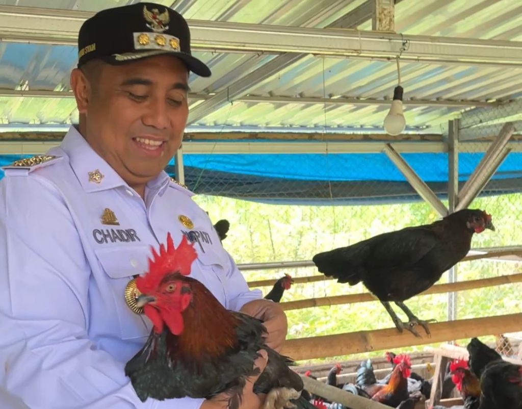 Dorong Ketahanan Pangan, Pemkab Maros Bersama Fapet Unhas Kembangkan Budidaya Ayam Alope di Tompobulu